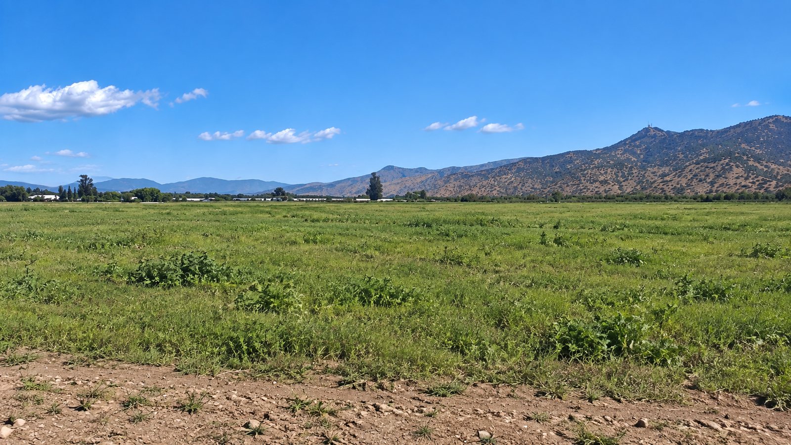El terreno antes de la intervención, con pasto natural